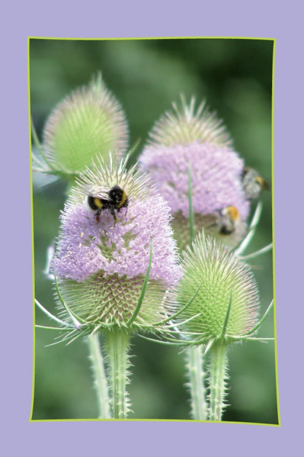 Bloemen zonder tekst: Distel