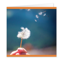 Dandelion