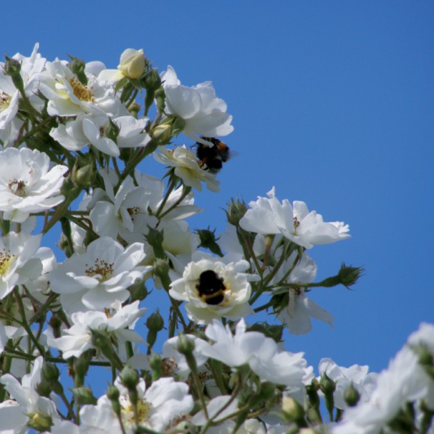 Bloemen zonder tekst: Rambler 1