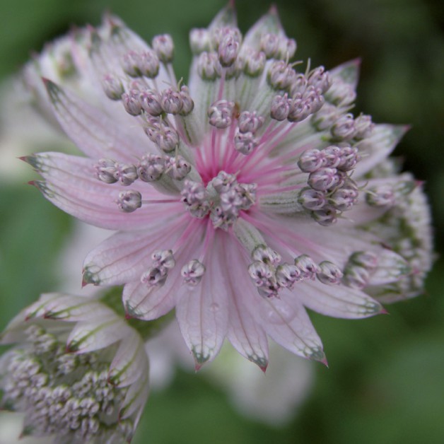 Bloemen zonder tekst: Zeeuws Knoopje