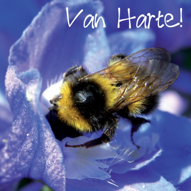 Van Harte 4