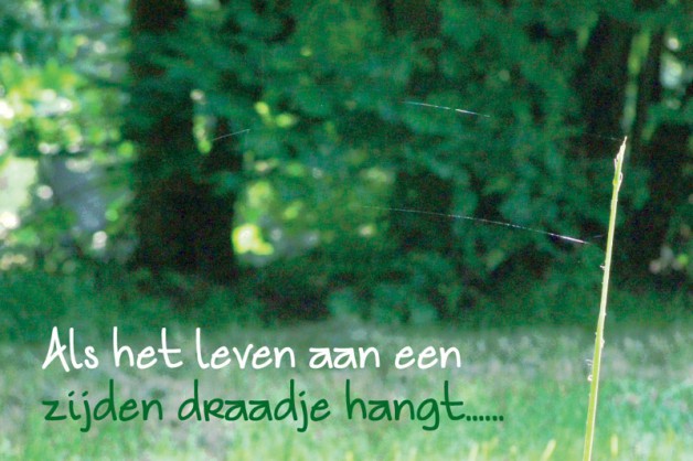 Als het leven….