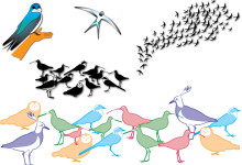 veel weidevogels als proefontwerp voor de ‘Hof ter Weide school’ 